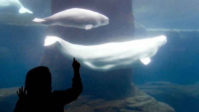 Canada bans dolphin, whale and porpoise captivity