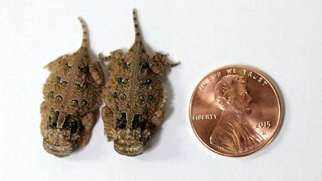 Baby horned lizards hatch at Dallas Zoo