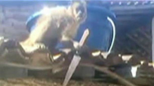Drunk, knife-wielding monkey reportedly attacks bar patrons