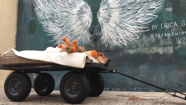 Dog makes stunning recovery after 'best final day'