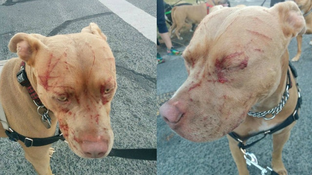 A ferocious cat attacked a woman and 7 pitbulls