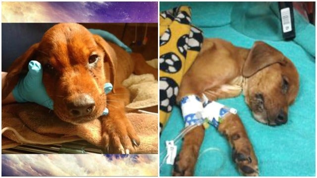 Tortured Atlanta 3-month-old pup passes away