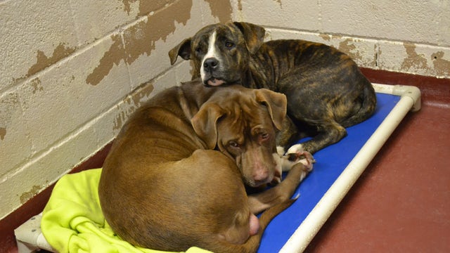Dog Stuck in Fence for Days and Her Pal Never Left Her Side