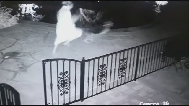 Calabasas woman freaks out after picking up what she thinks is a dog toy