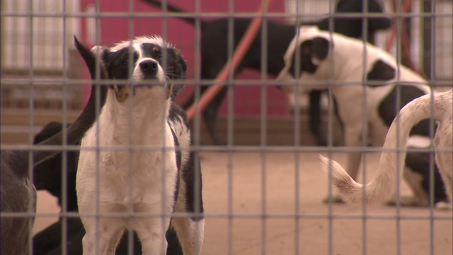 April 30 is National Adopt a Shelter Pet Day