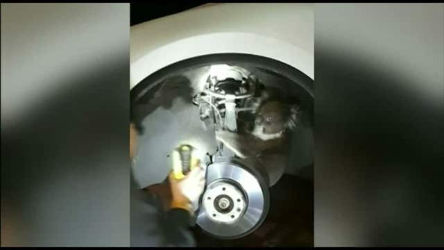 Koala hides on axle, goes for 10 mile ride