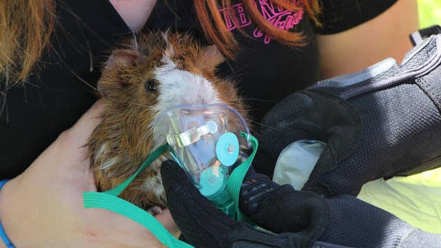 Firefighter makes tiny rescue, saves guinea pig from burning home