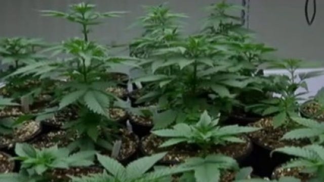 Texas lawmakers hear public testimony on marijuana decriminalization