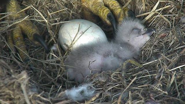 BALD EAGLE BABY HATCHES: First bald eaglet emerges from shell