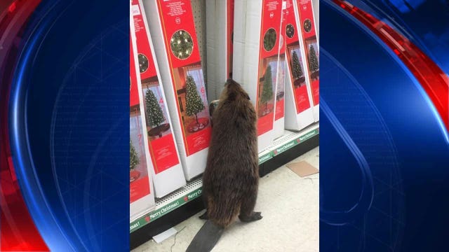 Beaver causes damage at Md. dollar store while 'shopping' in Christmas section