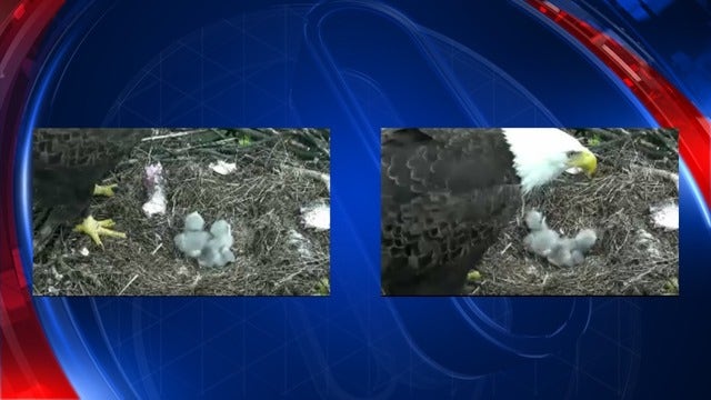 Second eaglet in National Arboretum hatches