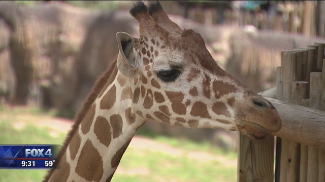 Lone Star Adventure: DFW's Two World-Class Zoos