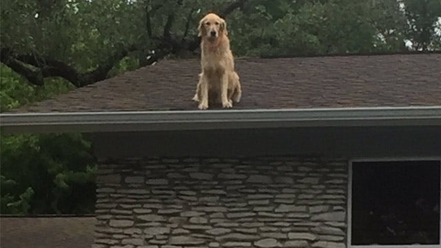 Huckleberry the roof dog gets national attention