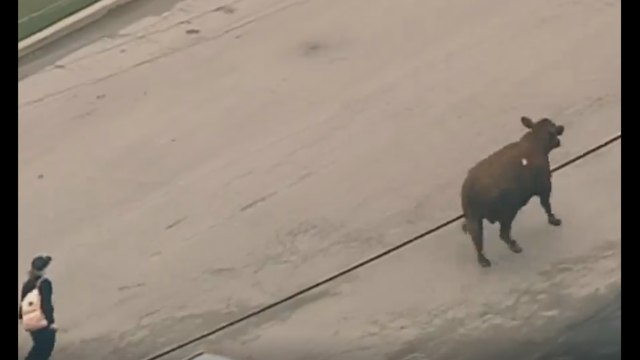 Cattle that escaped slaughterhouse are going to a sanctuary