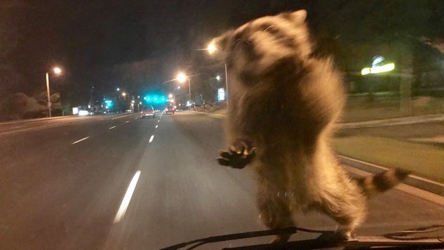 Raccoon hitches ride on police cruiser hood