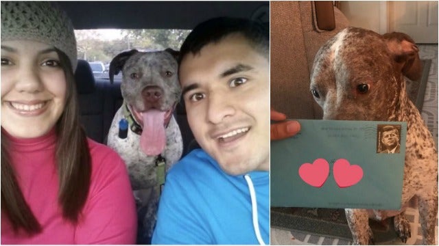 Ex-husband sends former dog birthday greetings