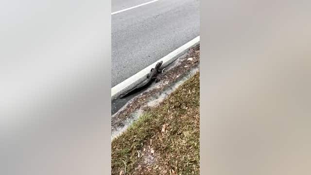 Deputy helps gator cross a street in Lakeland