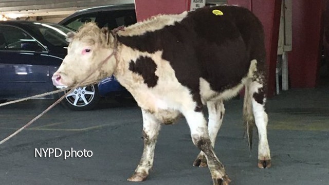 Cow briefly roams streets of Queens