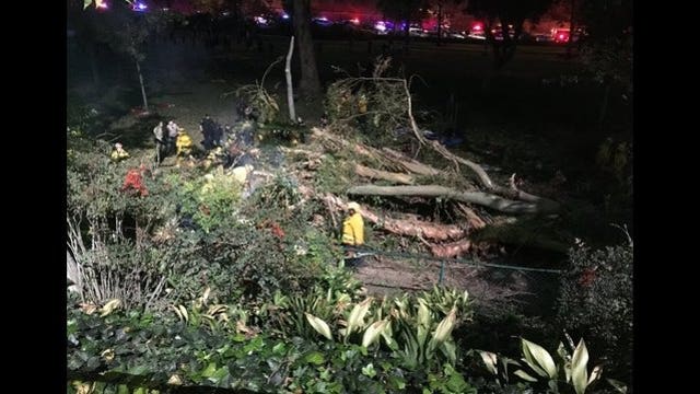 Large Eucalyptus tree falls on wedding party, 1 dead