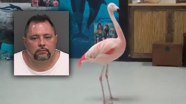 Man arrested for attacking flamingo at Busch Gardens