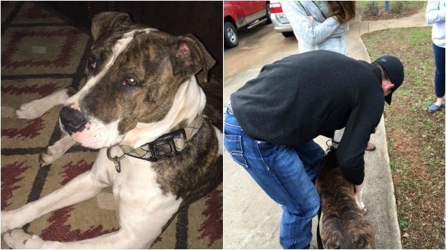 Lost Dog Heads Home after Found Nearly 1,000 Miles Away in Georgia