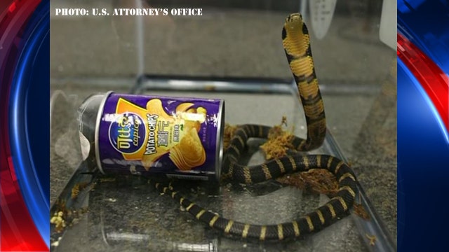 Three King Cobras smuggled into U.S. in potato chip cannisters