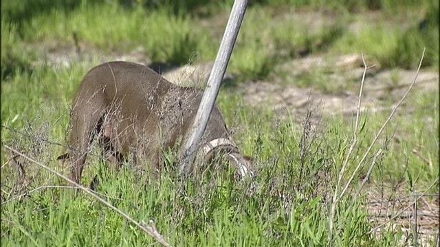 New study estimates 8,700 loose dogs in South Dallas