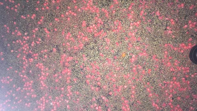 Hundreds of thousands of Skittles spill onto Wisconsin highway