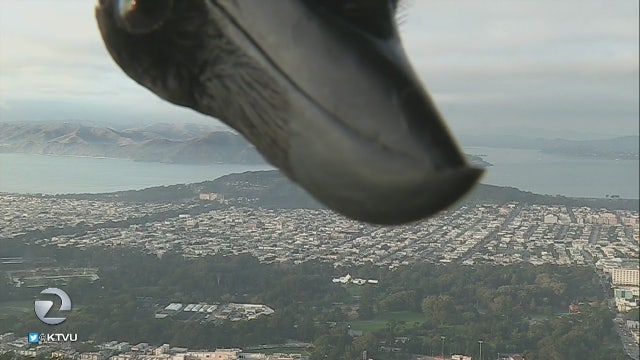 Bird photobombs Mark Tamayo's weather forecast on KTVU