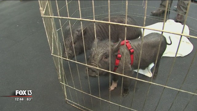 Three shelter pigs in need of a forever home