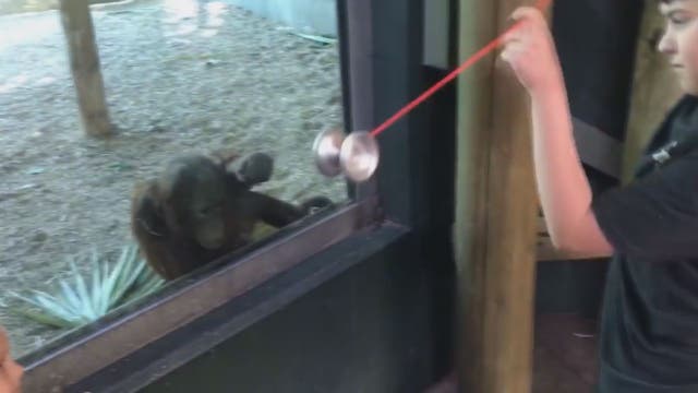 WATCH: Arizona orangutan captivated by yo-yo tricks