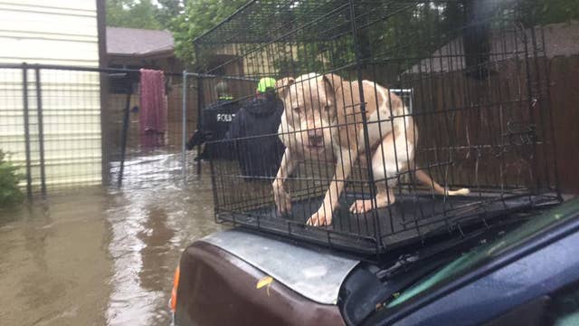 31 dogs rescued from Texas kennel, officers say owner left them behind