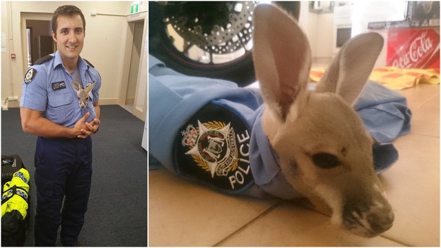 Australian police officer adopts orphaned baby kangaroo