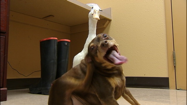 Dog and duck are best friends and get adopted from Garland shelter
