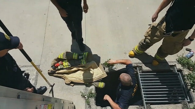 WATCH: Dallas firefighters rescue ducklings from storm drain