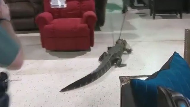WATCH: Gator goes through Pasco furniture store