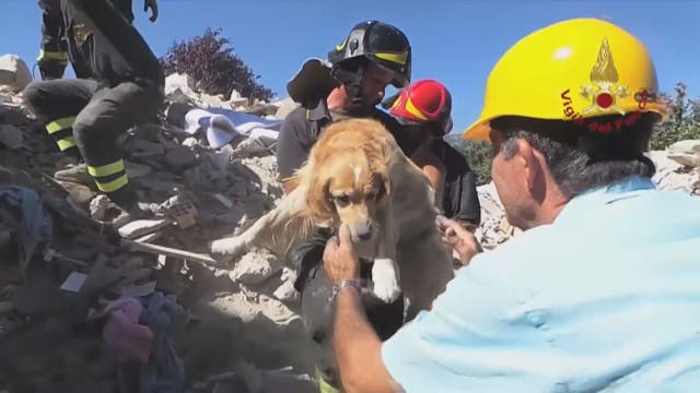Dog rescued from earthquake rubble after 9 days