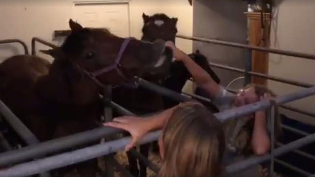 Horses weathering Irma inside owner's home get comfortable—maybe too comfortable