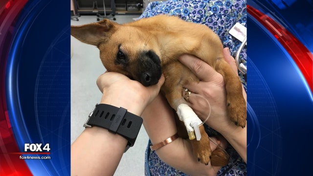 Carrollton PD: Suspect's puppy recovering from heroin overdose