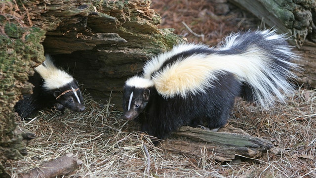 Skunk found in Grapevine tests positive for rabies