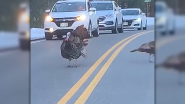 Turkey stops traffic so flock can cross safely