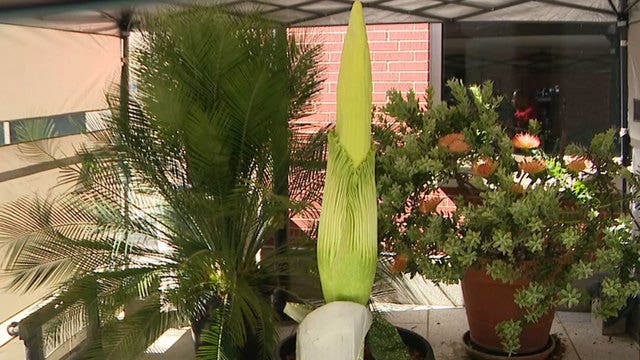 Stinky 'Corpse Flower' ready to bloom at Cal State Long Beach