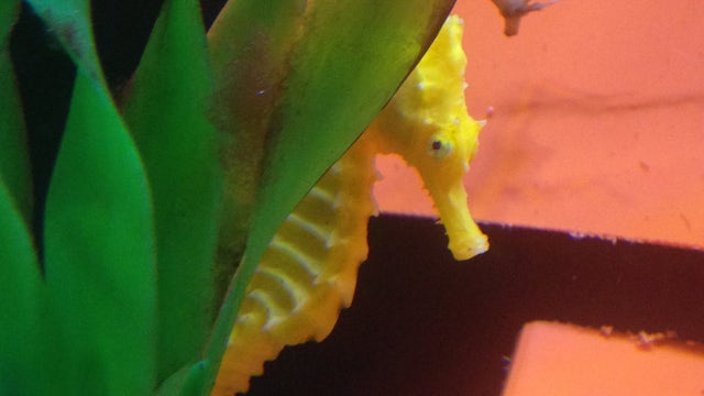 'Cheeto the lucky seahorse' rehabilitated at CMA
