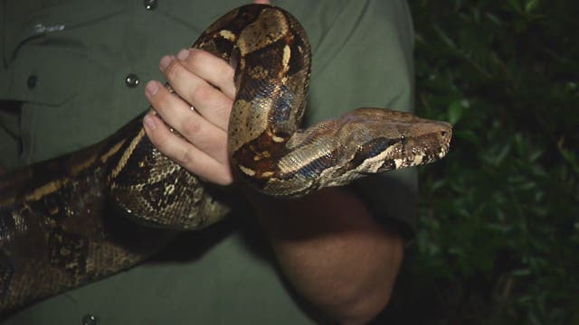 Runner mistakes massive snake for fallen tree branch