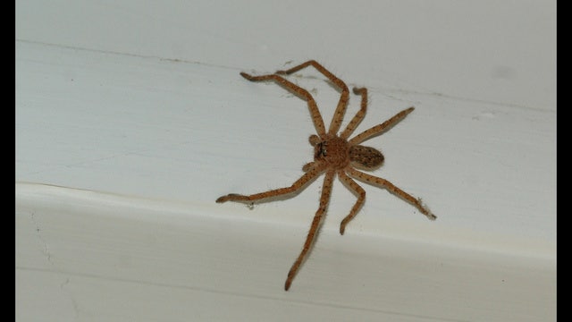 Police called to 'domestic dispute' only to find man screaming at spider