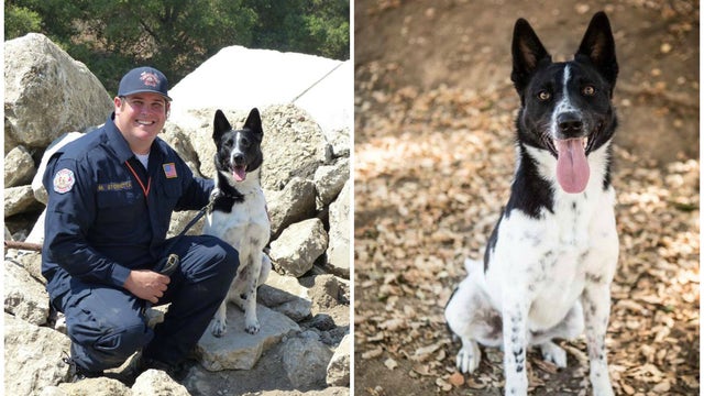 Shelter dog once deemed 'unadoptable' joins in rescue work in storm damaged Texas