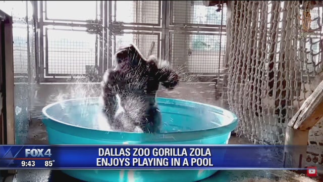 VIDEO: Dallas Zoo gorilla dances in his favorite pool