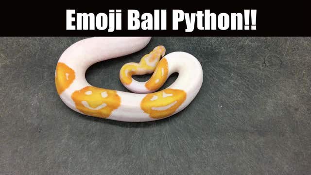 An 'Emoji Ball Python' hatched in Toccoa