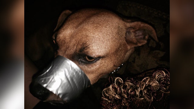 Woman Tapes Dog's Mouth Shut