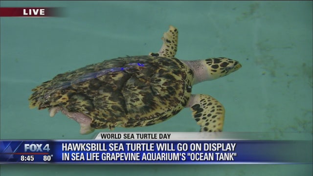 World Sea Turtle Day